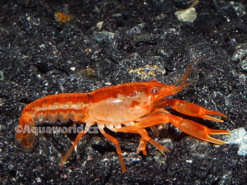 Cambarellus patzcuarensis orange    - Rak Mexický oranžový zakrslý