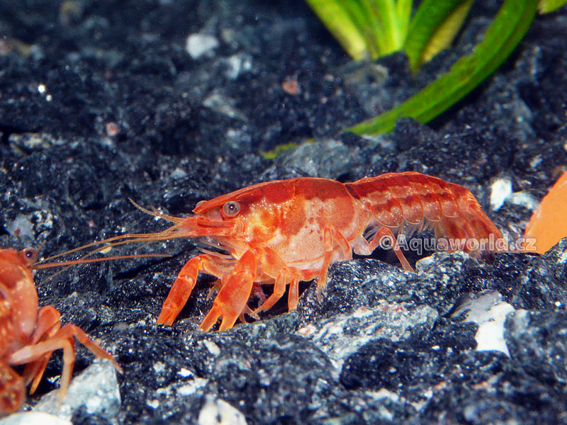 Cambarellus patzcuarensis orange    - Rak Mexický oranžový zakrslý