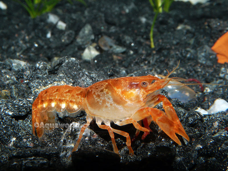 Cambarellus patzcuarensis orange    - Rak Mexický oranžový zakrslý