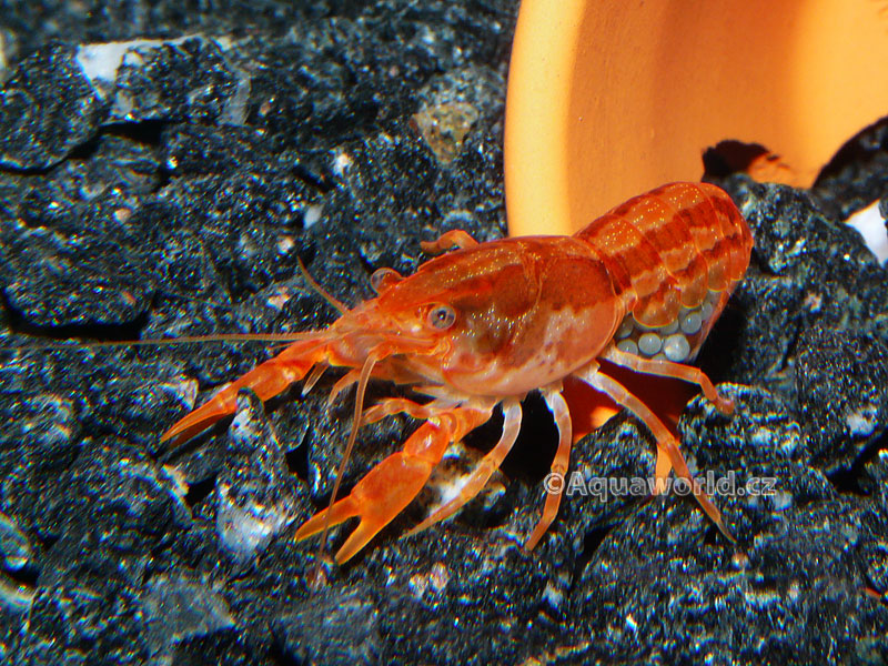 Cambarellus patzcuarensis orange    - Rak Mexický oranžový zakrslý