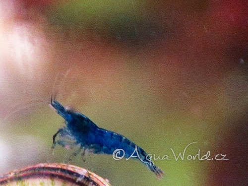 Neocaridina davidi blue dream - Modrá krevetka