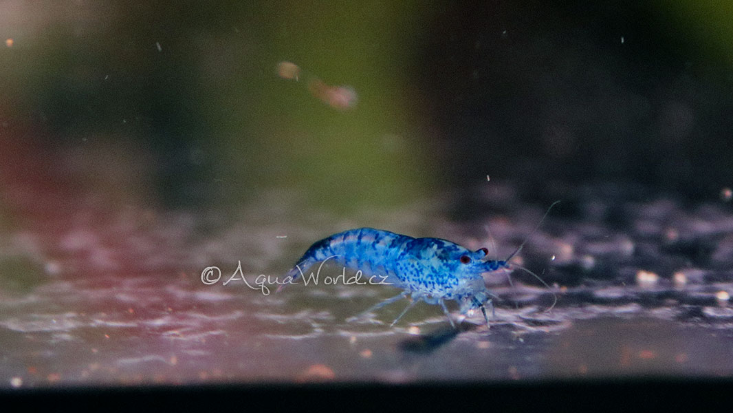 Neocaridina davidi blue dream - Modrá krevetka