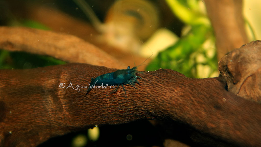 Neocaridina davidi blue dream - Modrá krevetka