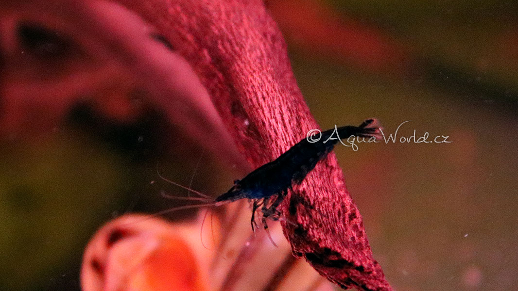 Neocaridina davidi blue dream - Modrá krevetka