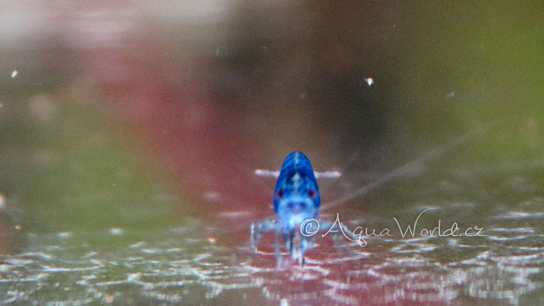 Neocaridina davidi blue dream - Modrá krevetka