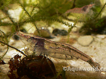 Neocaridina heteropoda     - Krevetka Zakrslá   