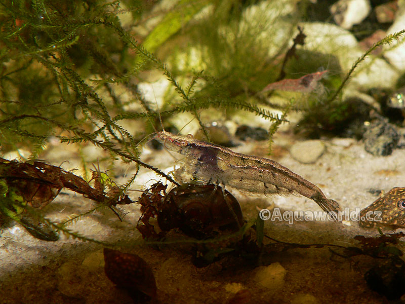 Neocaridina heteropoda     - Krevetka Zakrslá   