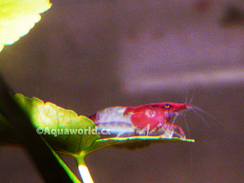 Neocaridina heteropoda rili    - Krevetka Dvoubarevná   