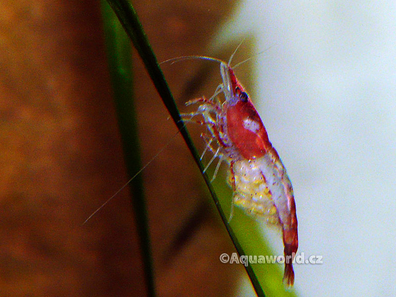 Neocaridina heteropoda rili    - Krevetka Dvoubarevná   