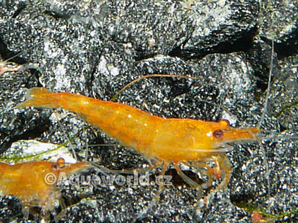 Neocaridina heteropoda sakura orange   - Krevetka Sakura Oranžová  