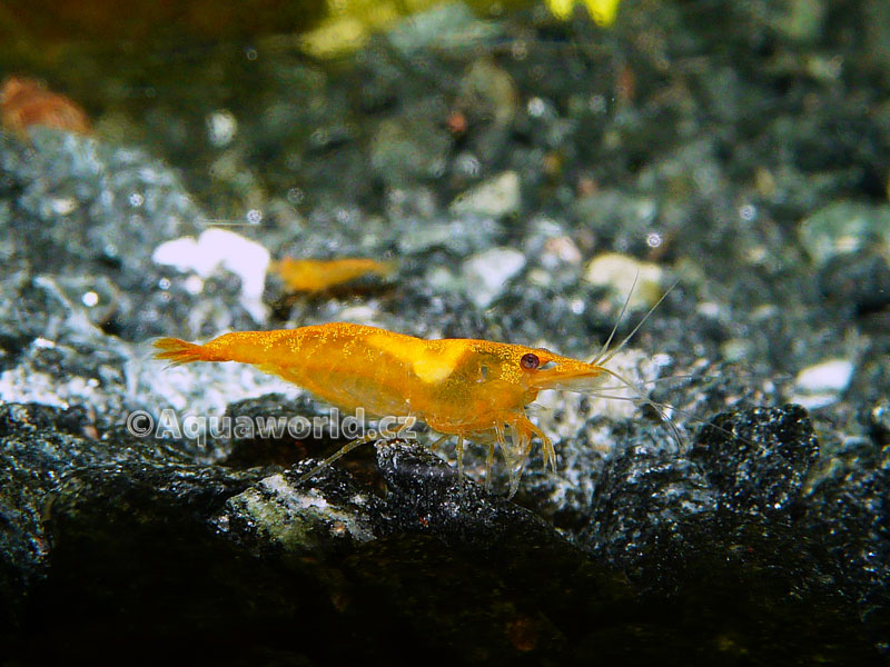 Neocaridina heteropoda sakura orange   - Krevetka Sakura Oranžová  