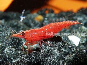 Neocaridina heteropoda sakura red - Krevetka červená