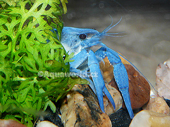 Procambarus alleni - Rak Floridský modrý