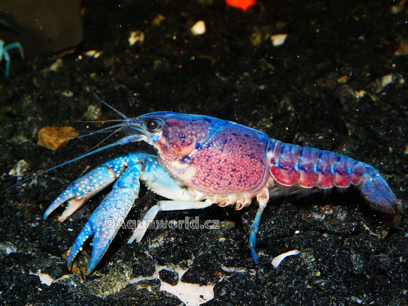 Procambarus alleni - Rak Floridský modrý
