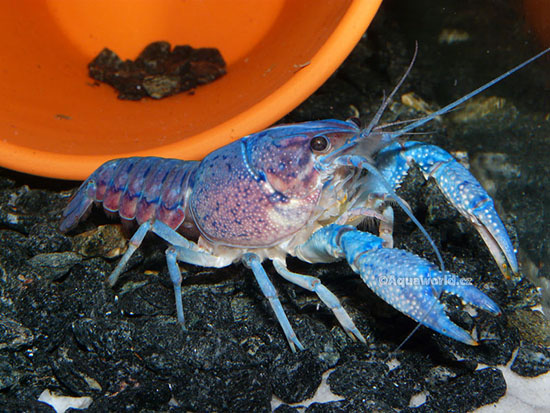 Procambarus alleni - Rak Floridský modrý