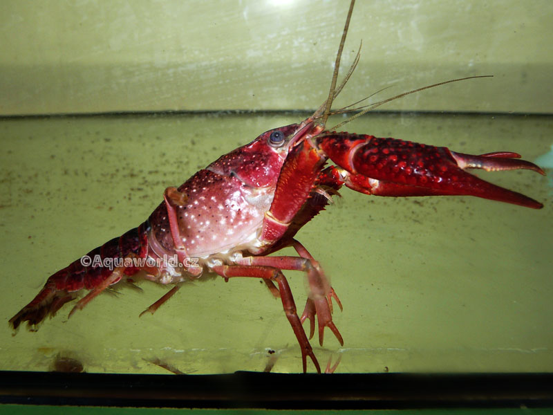 Procambarus clarkii electrick red   - Rak Červený   