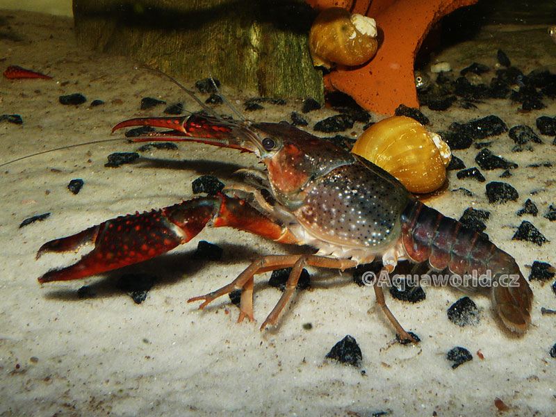 Procambarus clarkii     - Rak Červený   