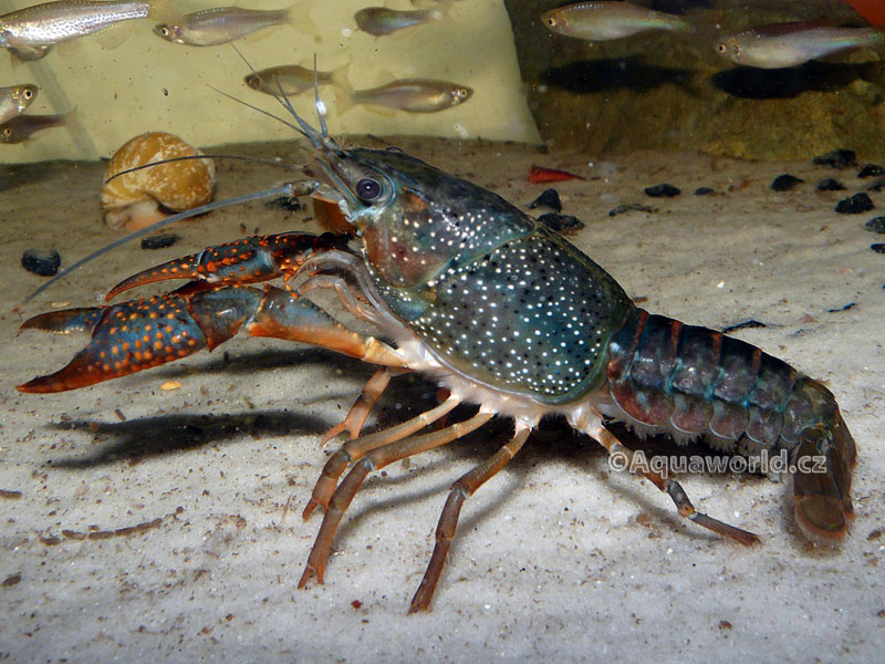 Procambarus clarkii     - Rak Červený   
