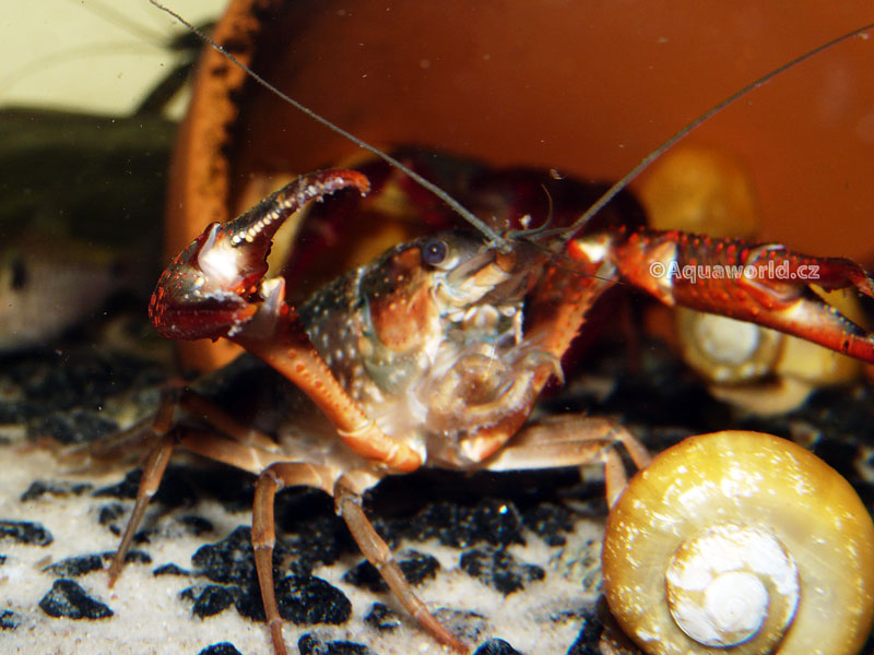 Procambarus clarkii     - Rak Červený   