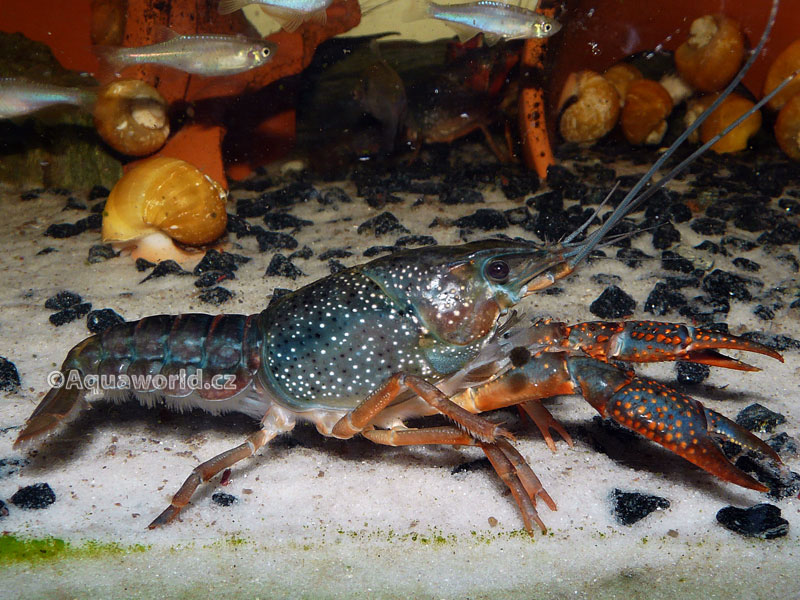 Procambarus clarkii     - Rak Červený   