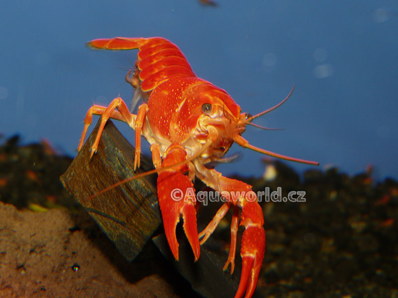 Procambarus clarkii orange    - Rak Oranžový   