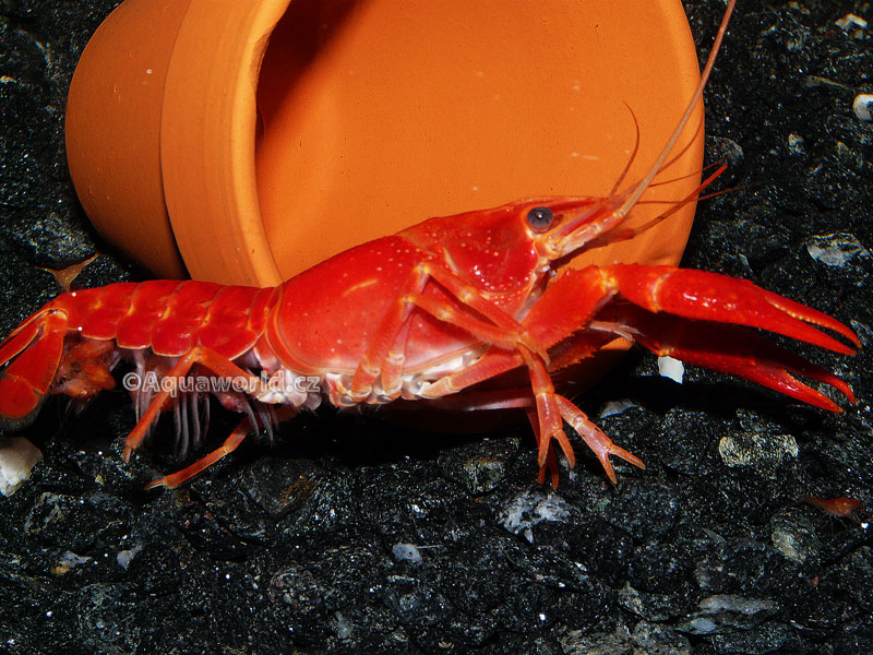 Procambarus clarkii orange    - Rak Oranžový   