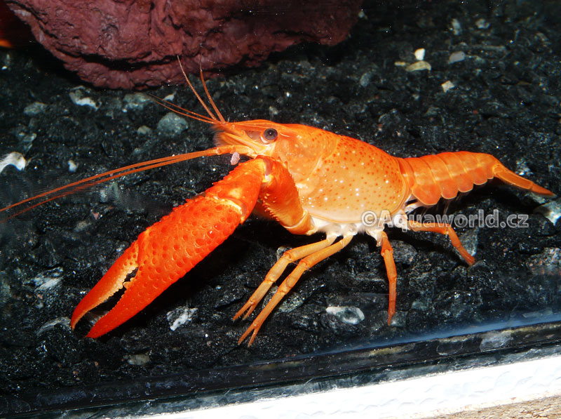 Procambarus clarkii orange    - Rak Oranžový   