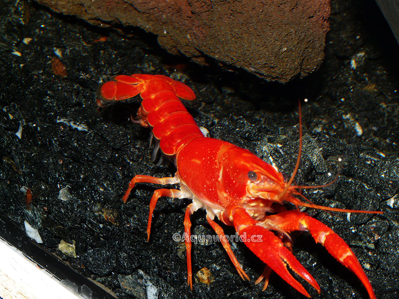 Procambarus clarkii orange    - Rak Oranžový   