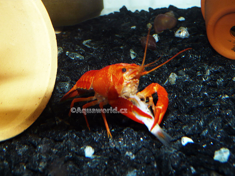 Procambarus clarkii orange    - Rak Oranžový   