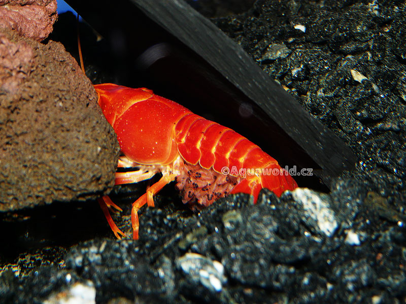 Procambarus clarkii orange    - Rak Oranžový   