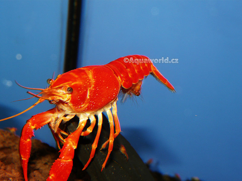 Procambarus clarkii orange    - Rak Oranžový   