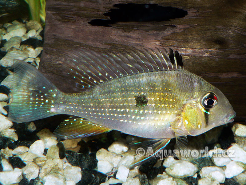 Acarichthys heckeli - Akara Vláknoploutvá