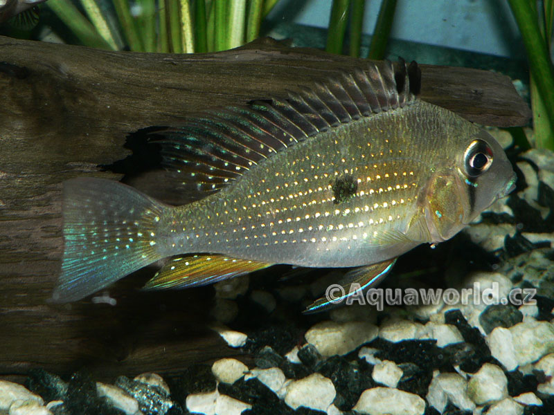 Acarichthys heckeli - Akara Vláknoploutvá