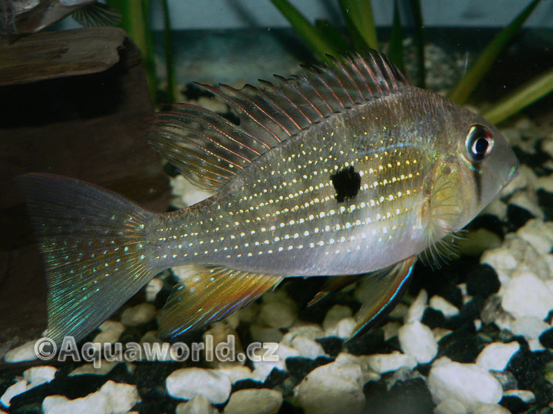 Acarichthys heckeli - Akara Vláknoploutvá