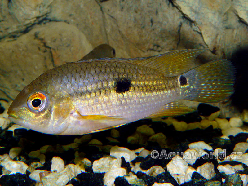 Aequidens diadema - Akara Diadémová