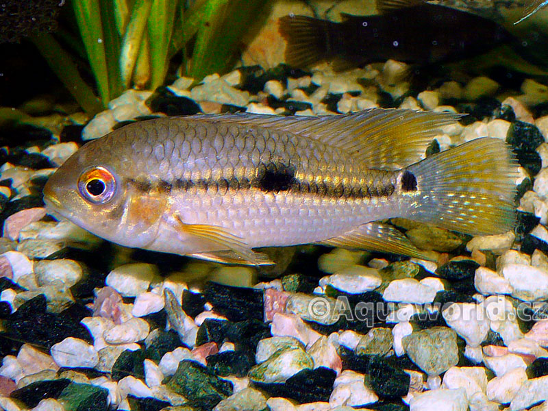 Aequidens diadema - Akara Diadémová