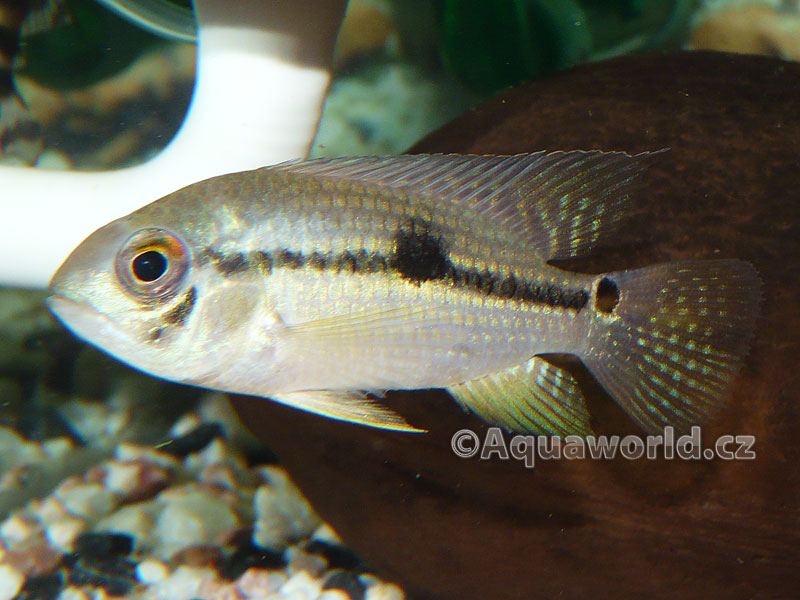 Aequidens diadema - Akara Diadémová