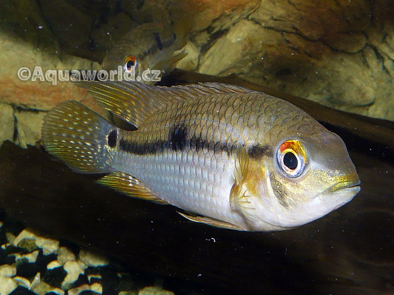 Aequidens diadema - Akara Diadémová