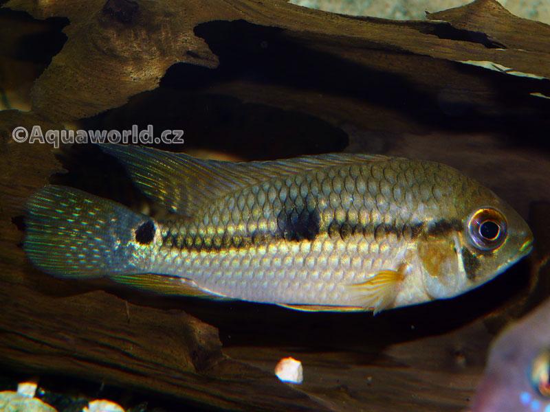 Aequidens diadema - Akara Diadémová