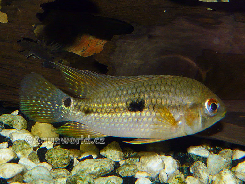 Aequidens diadema - Akara Diadémová