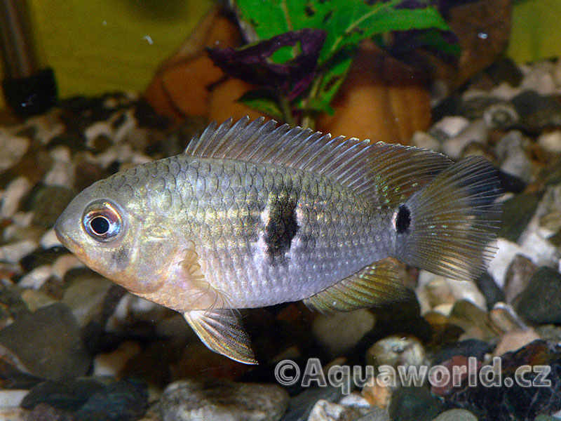 Aequidens tetramerus - Akara Sedlová