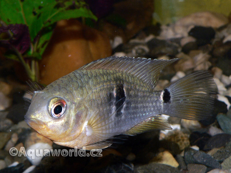 Aequidens tetramerus - Akara Sedlová