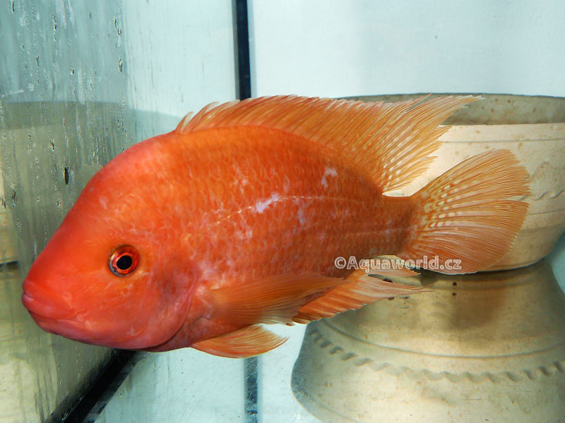 Amphilophus citrinellus