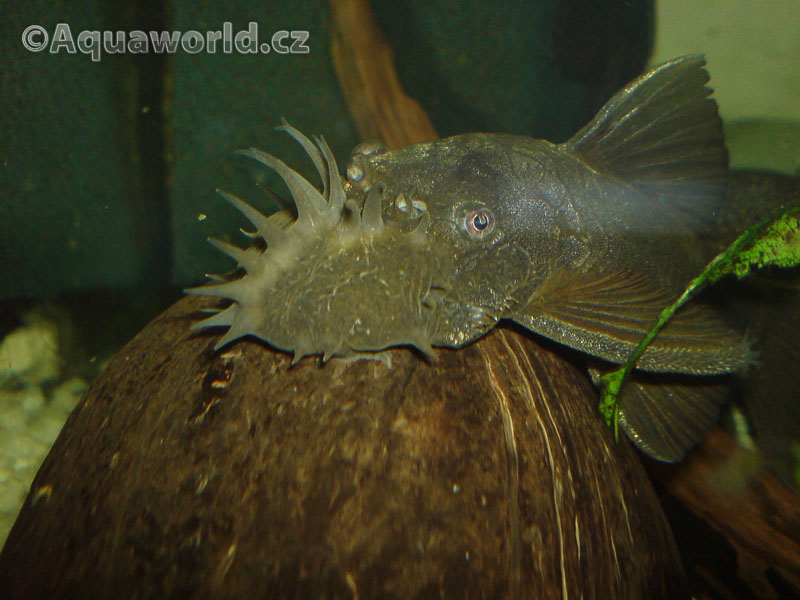 Ancistrus multispinnis - Krunýřovec Mnohotrný