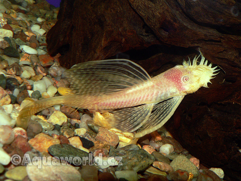 Ancistrus multispinnis - Krunýřovec Mnohotrný