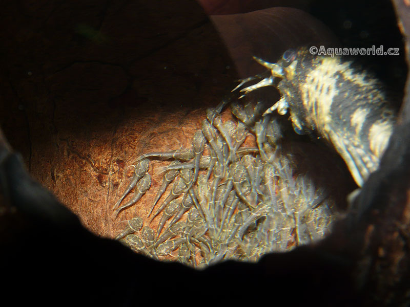 Ancistrus multispinnis - Krunýřovec Mnohotrný