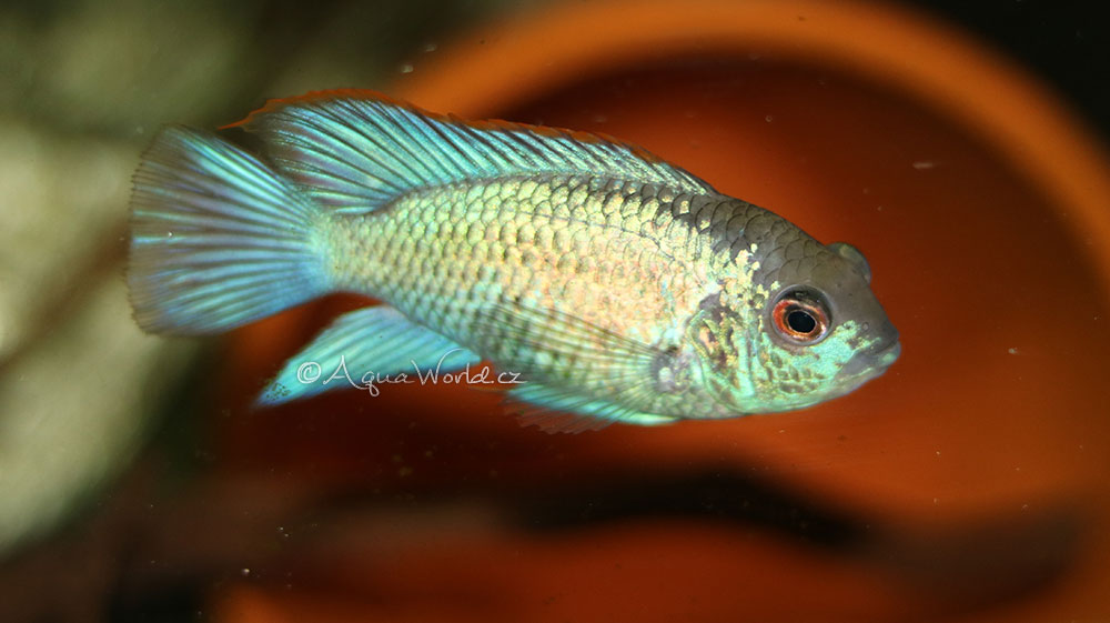 Andinoacara pulcher blue neon - Akara neónově modrá