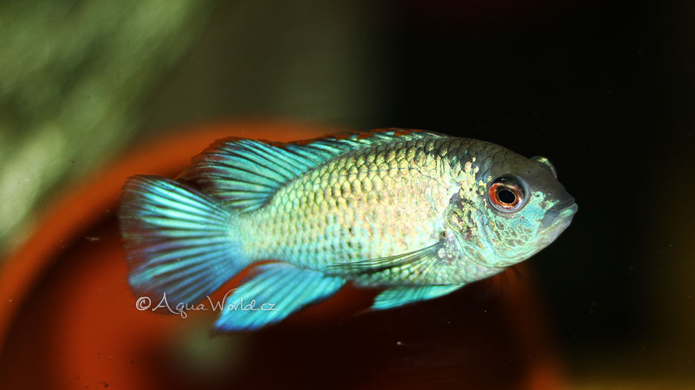 Andinoacara pulcher blue neon - Akara neónově modrá