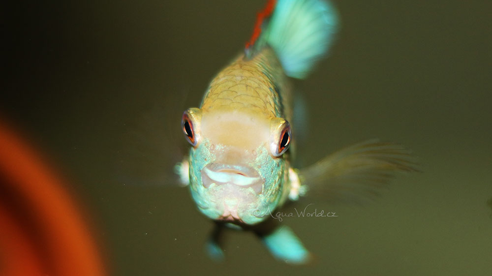 Andinoacara pulcher blue neon - Akara neónově modrá
