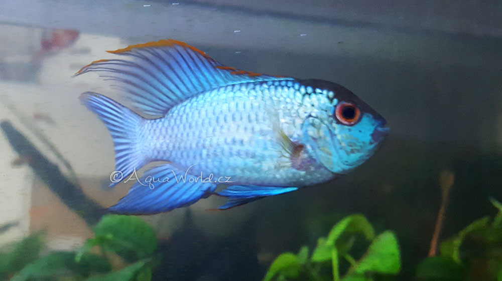 Andinoacara pulcher blue neon - Akara neónově modrá